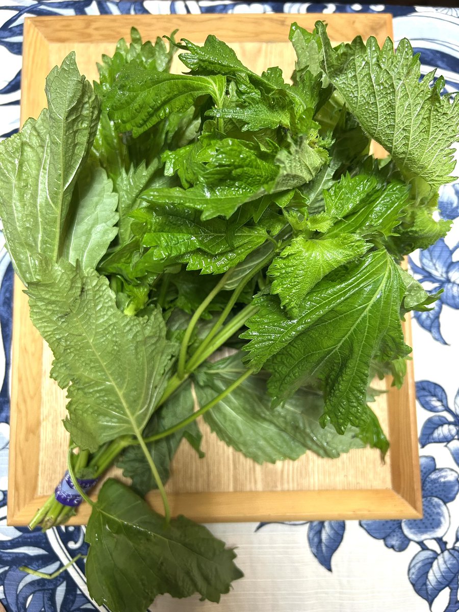 hoshias2's tweet photo. おはようございます🌿
こちらは紫蘇ひと束買ってみた

東京でも田舎のほうなので
無人の野菜販売で新鮮野菜が大量に出てます

葉を硬めとやわらかめに分けて
柔らかいとこは紫蘇キャベツ
硬めは醬油漬けにしました

結果、紫蘇は大量でも使いきれる

月曜日、みなさまよき1週間となりますように🙌🏻 https://t.co/G1yxcFNzoL