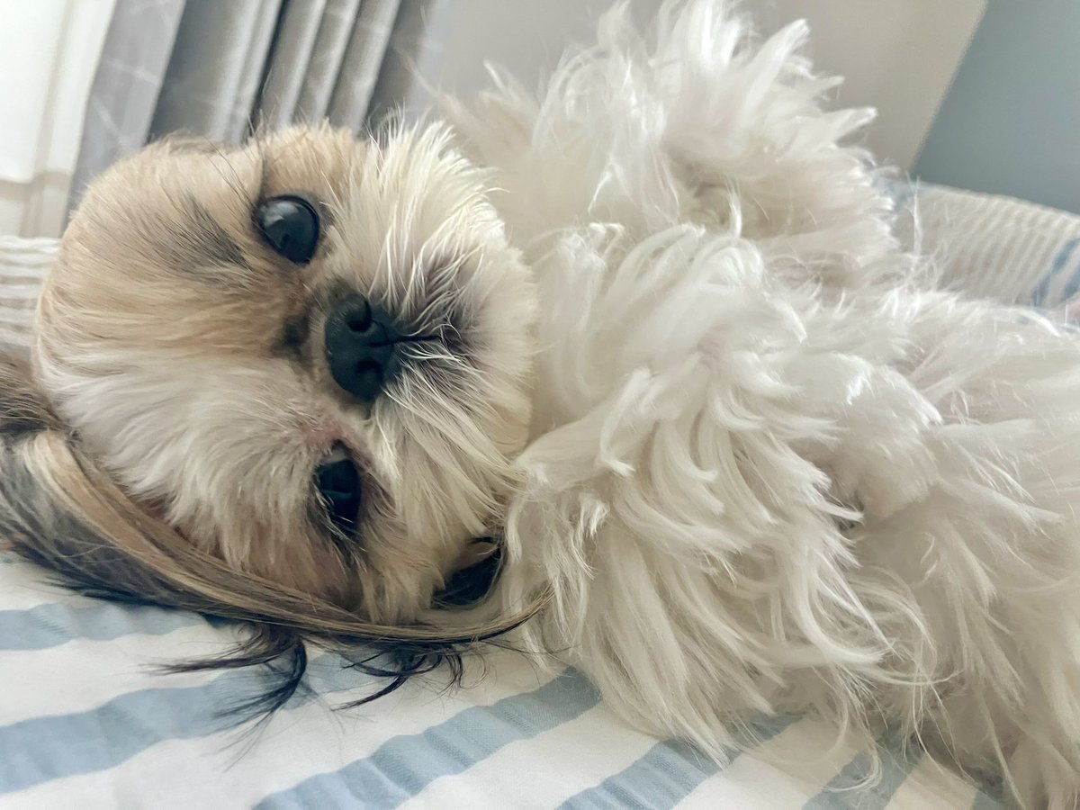 sick_rocks's tweet photo. 朝からお腹なでなでタイムとは…
出勤させない気か♪
#シーズー #狛犬 #こまちゃん https://t.co/pSpWQFc42S