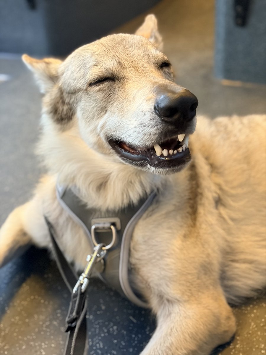 Kaya_vlcak's tweet photo. エアコン効いてるバスに乗ったときの犬の顔がこちらです💁🏻‍♀️ https://t.co/a97TERRkmq