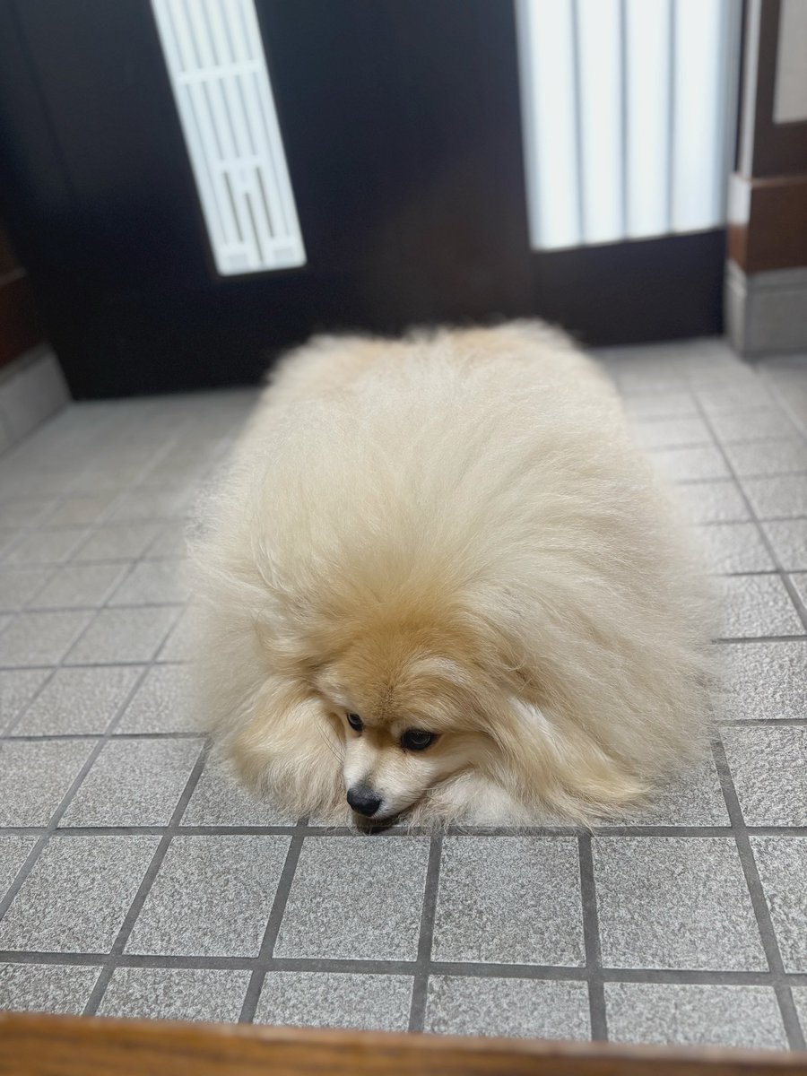 妖(よう) (@snow_white_999) / Posts / X