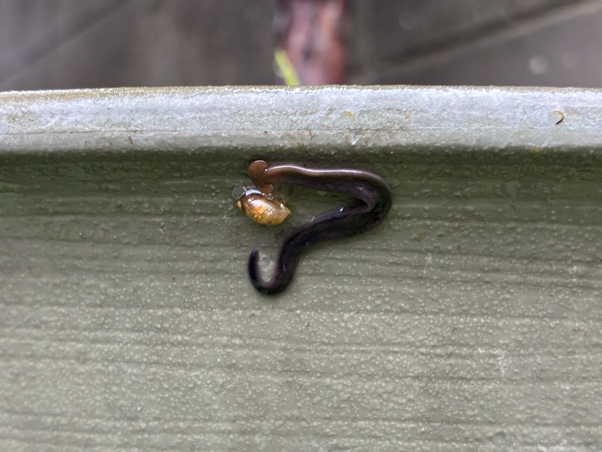 himoyuki's tweet photo. メダカの鉢から逸出したモノアラガイをコウガイビルが捕食しようとしている。この時期うちの周りにやたら多くてカタツムリとかもすぐに食われる感じ https://t.co/azLDbGbV9C