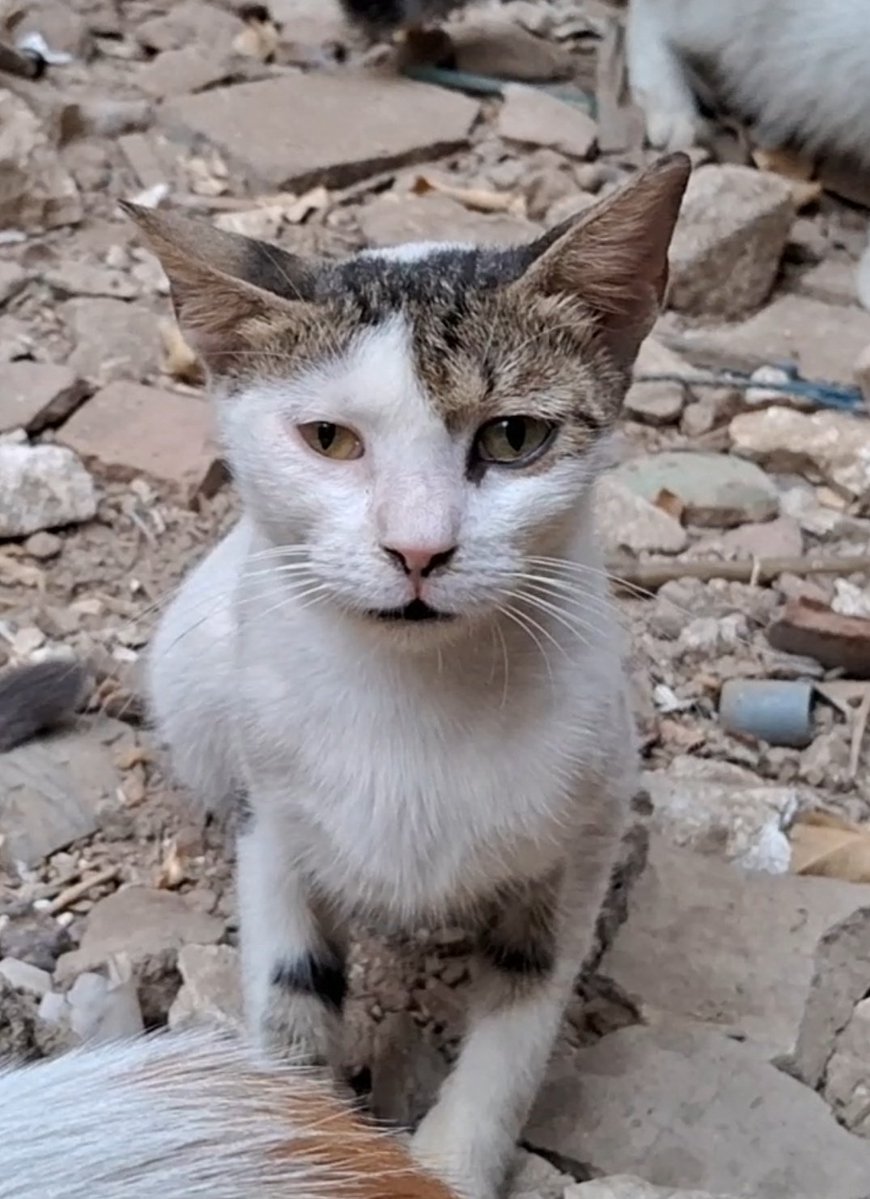 AnimalFriendsAF's tweet photo. Please don't leave this post without giving these innocent souls a chance.
Right now, while you are reading these words, hungry cats are waiting for food that may never come. They don't understand war. They don't understand borders. They only understand the pain of an empty stomach and the desperate hope that someone, somewhere, will care.
They are not the only ones struggling to survive. Our families are fighting the same battle, trying to stay alive while caring for these innocent souls with whatever little we have left.
Please don't leave without helping if you can. Your kindness today could mean a meal for a hungry family, food for these cats, and hope for another day. If you can't donate, please share this post with others.
‼️GoFundMe for our Families 👫🙏
https://t.co/fVNEiuZ7Yr
‼️GoFundMe for AFS Furs 🐾🙏
https://t.co/dzmACWlEXQ
‼️PayPal link is in our bio.