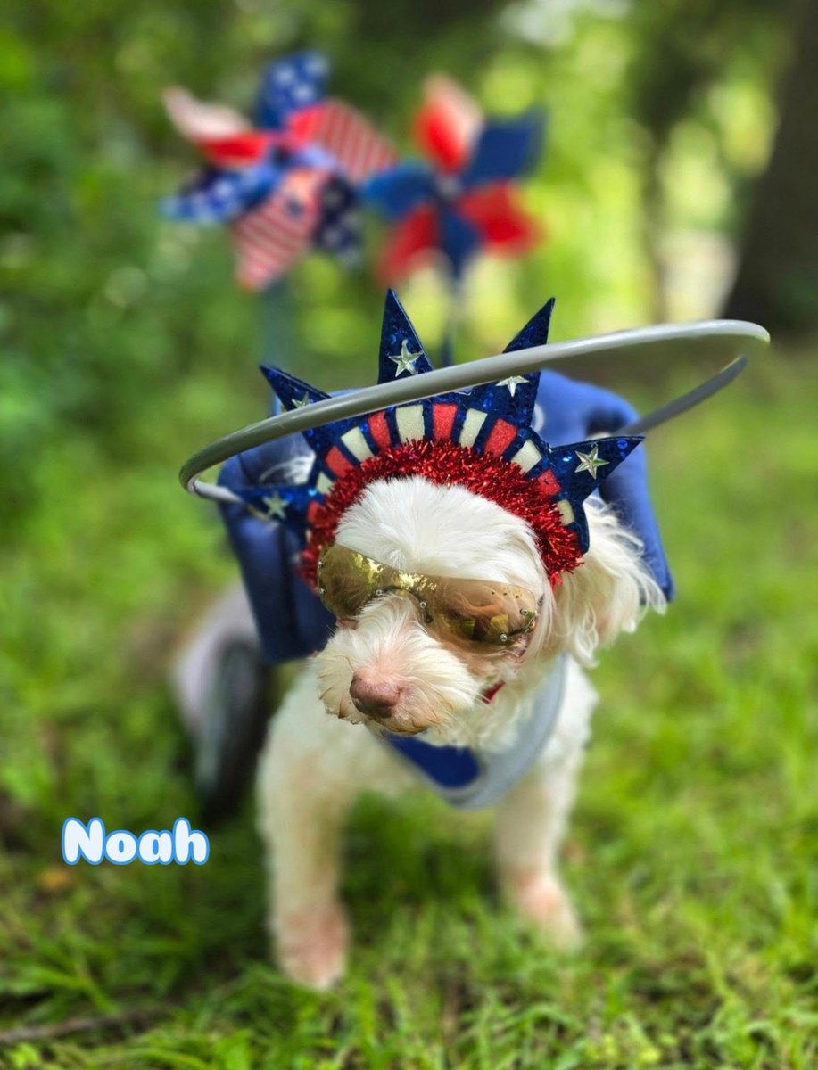 SCFBD2023's tweet photo. Happy Sunday Angels on this Holiday Weekend! 

My name is Noah and I am a Proud American Blind Dog Supermodel featured in the Second Chances For Blind Dogs' 2026 Calendar.

Can I please get a ♡ in comments? Thank you!

#secondchancesforblinddogs  #blinddog #seniordog #helpforblinddogs