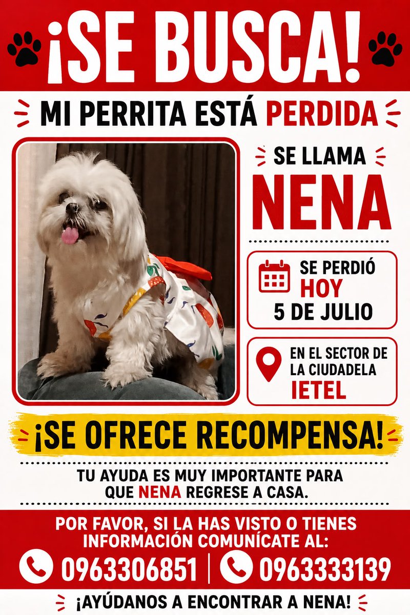 AlertaMePerdi's tweet photo. #PERDIDA #GUAYAQUIL
Nombre: #Nena
Fecha: 2026-07-05
Sector: Norte, Ietel mz 33
Sexo: Hembra
Raza: Shitzu
Observación: Blanca de estatura miniatura
Contacto: 0988282821
¡Ayúdalo a volver con su familia!
 #AlertaMePerdí https://t.co/HdrKNxBsbz