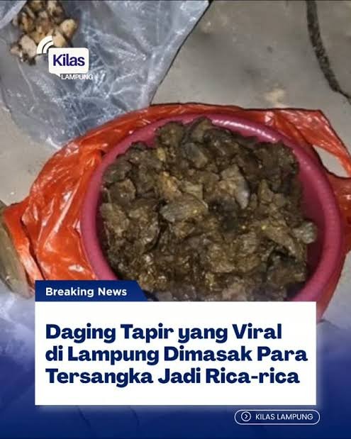 Heraloebss's tweet photo. Terungkap Keganasan Pelaku Bunuh Tapir di Mesuji, Satwa Dilindungi Itu Sempat Berontak dan kejang-kejang  Sebelum mati, Sang Jagal alias si Pemotong Tapir hingga kini masih Buron.

Satwa dilindungi itu diketahui tidak langsung mati setelah diburu, melainkan mengalami serangkaian kekerasan sebelum akhirnya tewas.

Peristiwa itu terjadi di kawasan kebun singkong setelah tapir dikejar sejumlah pelaku usai kembali masuk ke area hutan.

Tersangka berinisial WS menjadi orang pertama yang berusaha melumpuhkan tapir menggunakan tombak

Pelaku WS melakukan pengejaran dengan membawa satu tombak, kemudian tombak tersebut dilemparkan ke arah hewan tapir. Akan tetapi, awalnya tidak kena. Kemudian tombak tersebut diambil dan dilemparkan kembali sehingga mengenai bagian perut sebelah kiri, Meski terkena tombak, tapir masih berusaha berontak sehingga pelaku kembali mengejarnya.

Pada saat itu juga, WS berlari ke arah tapir dan memukul kembali menggunakan besi dongkrak singkong hingga mengenai bagian kepala, tepatnya di dekat hidung, yang mengakibatkan tapir kejang-kejang dan akhirnya mati.

TUBUH TAPIR DIPOTONG-POTONG DAN DAGINGNYA DIBAGIKAN.

Setelah tapir tewas, para pelaku lain diduga ikut terlibat dalam penyembelihan dan pemotongan tubuh satwa tersebut, salah satu pemotong Tapir masih buron.

Sebagian daging tapir telah dibawa pulang oleh warga. Bahkan, hasil penyelidikan menunjukkan sebagian daging sudah dimasak sebelum akhirnya diamankan sebagai barang bukti