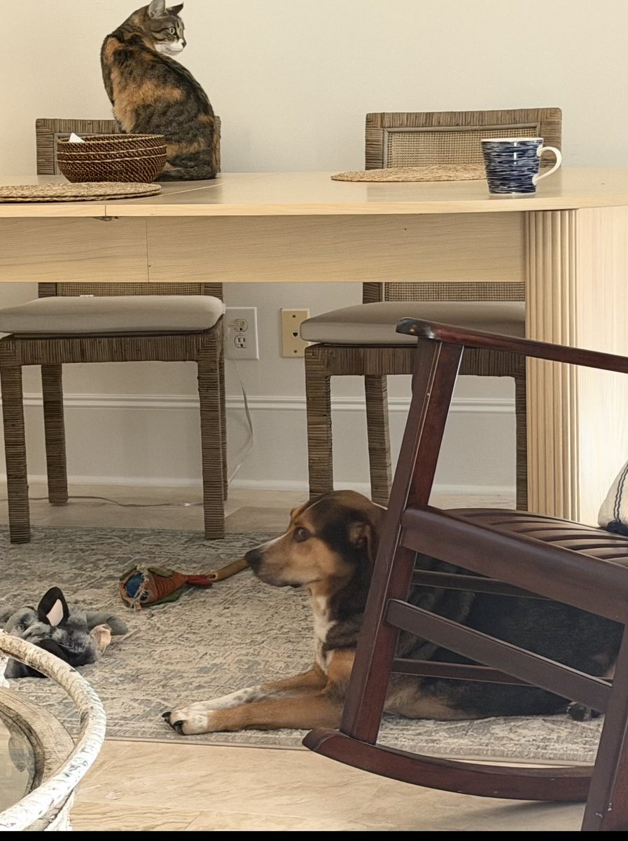 PeterHotez's tweet photo. So Ann and I (and Rach) are dog sitting our son and daughter-in-law’s hound dog this July 4th weekend. Our cat is disgusted and so is the hound dog https://t.co/3ZzuBn89yu