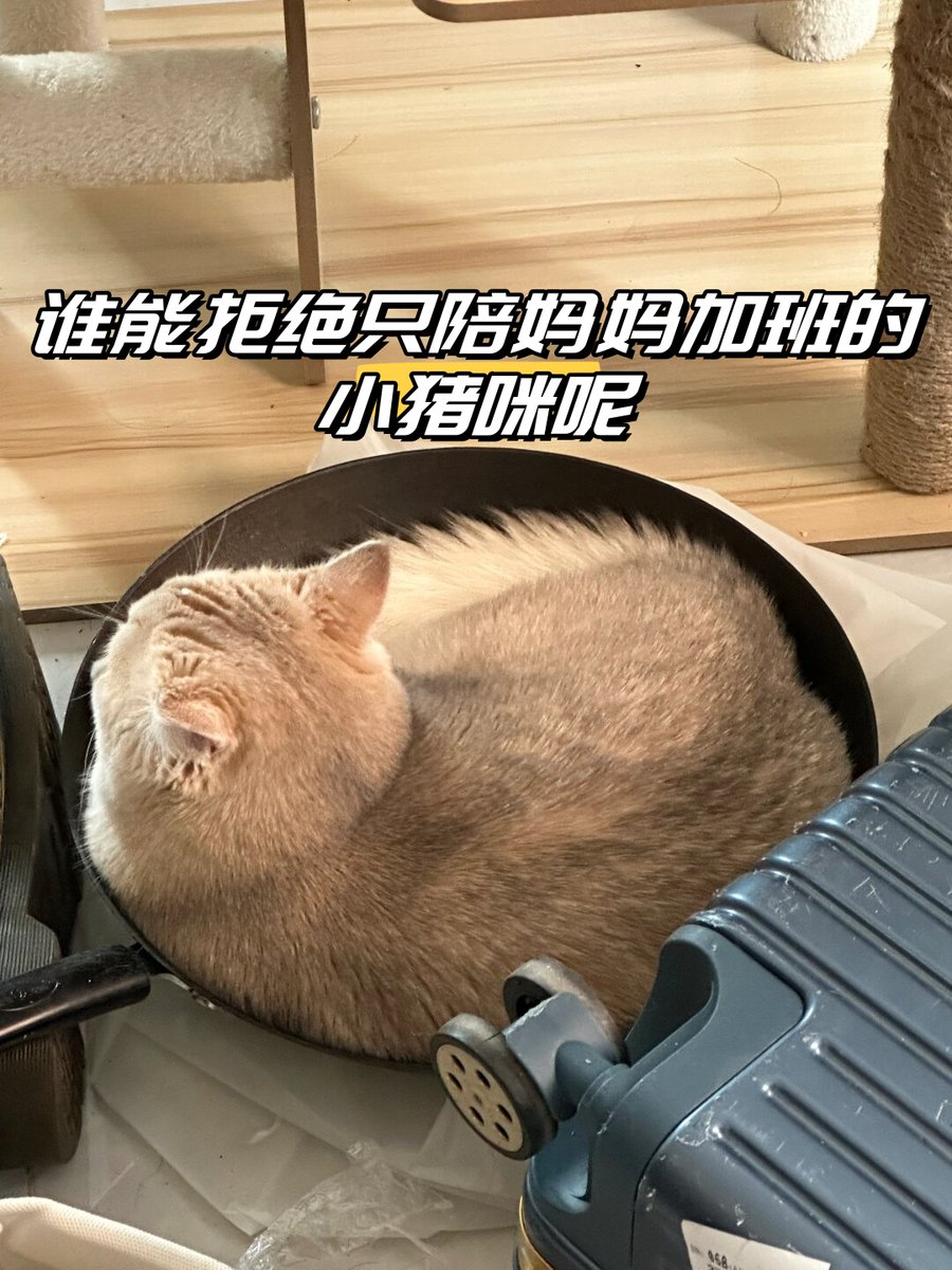zzzzzz tweet media