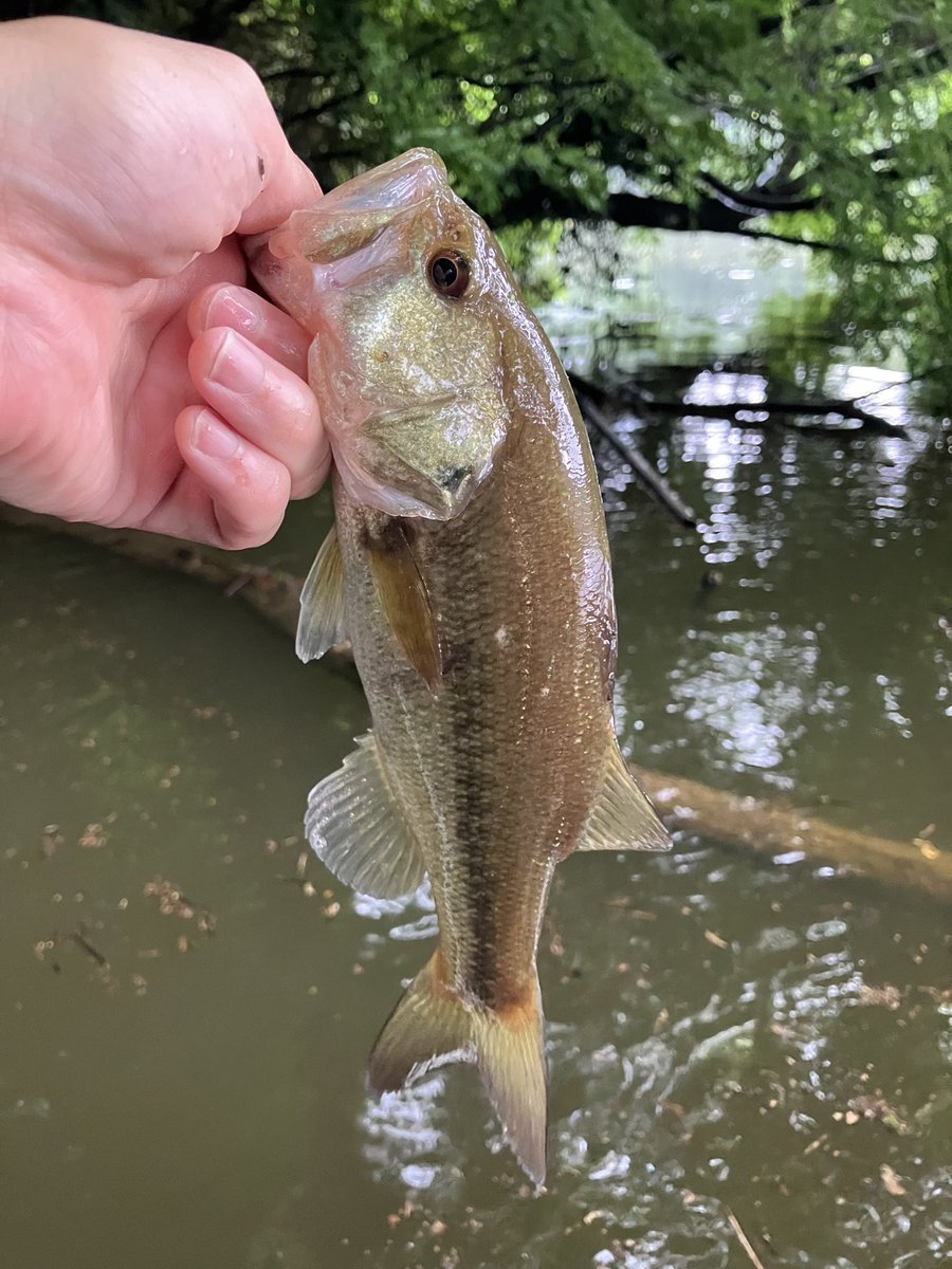 HB968M's tweet photo. そのほか。初めにスピナベで小さいのを岸際でポツポツ。この魚きっかけで(よいサイズは沖なのか？ということで)、沖目を中心にねらってみることに。

ポッパーに食ってきたのは、雨が止んでトンボが飛びはじめたタイミングでした٩( 'ω' )و

#デコ船記
#デコ船記2026
#亀山湖
#亀山ダム https://t.co/CRry6O05ag