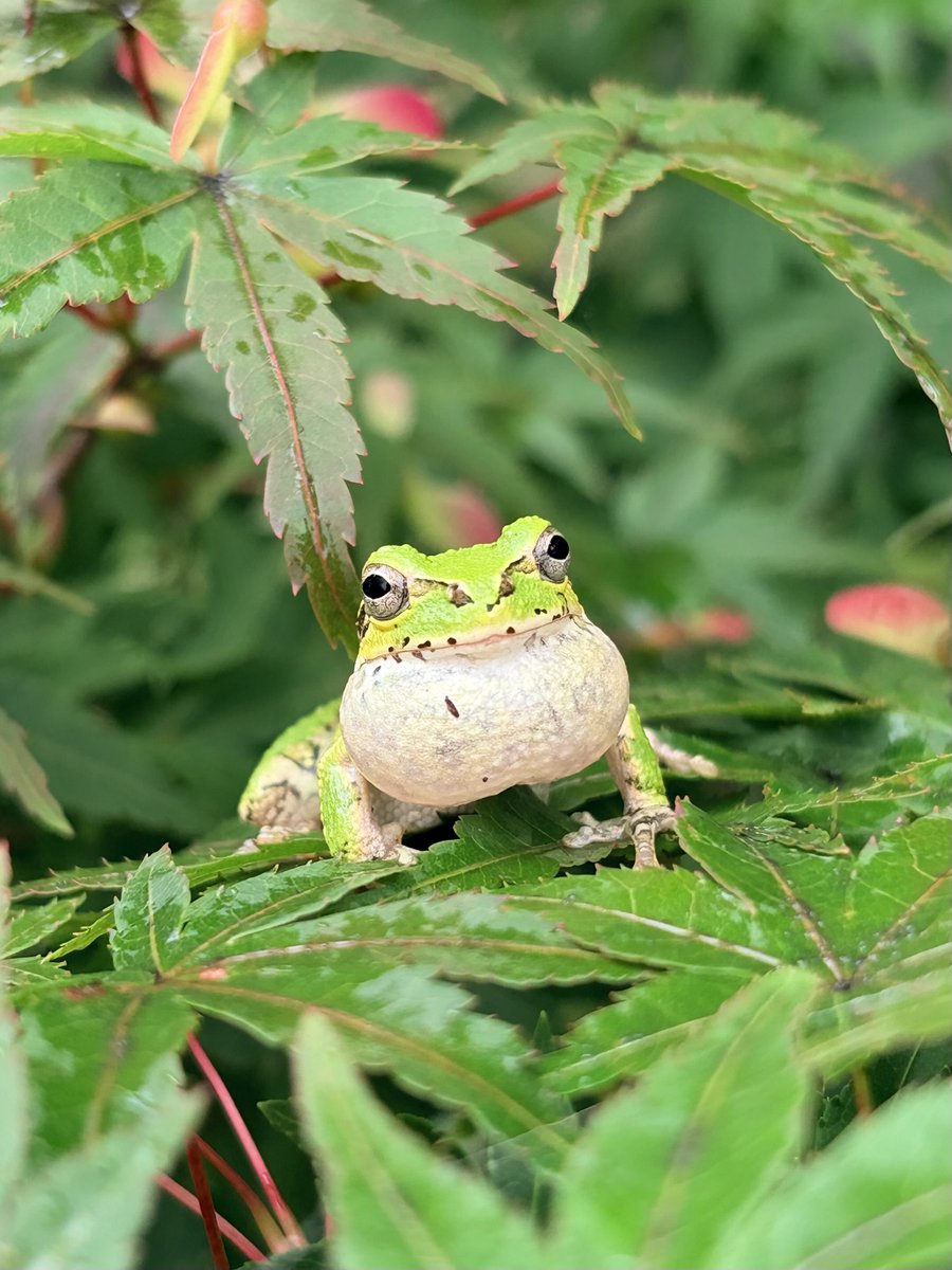 norio_nomura's tweet photo. 直前まで鳴いてた #ヒガシニホンアマガエル #東日本雨蛙 #dryophytesleopardus #JapaneseTreeFrog #🐸 #蛙 #frog #macro @ #弥厚公園 https://t.co/fwym6DKiee