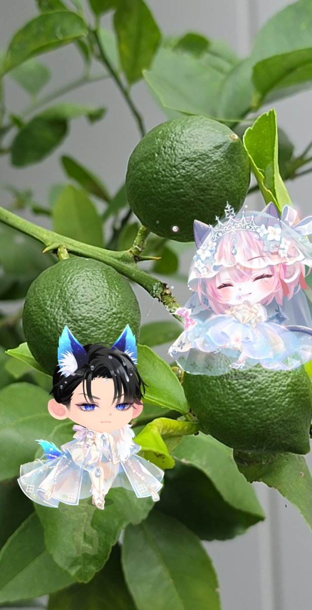 MNK_T7's tweet photo. 大きくなってきたレモン！
……ライムだっけか？w

#ポケコロツイン #ポケツイAR https://t.co/8yFzfgFr5D