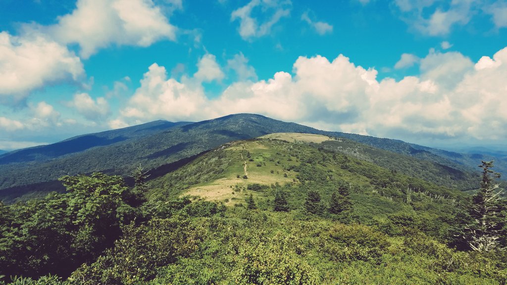 Kudzu King tweet media