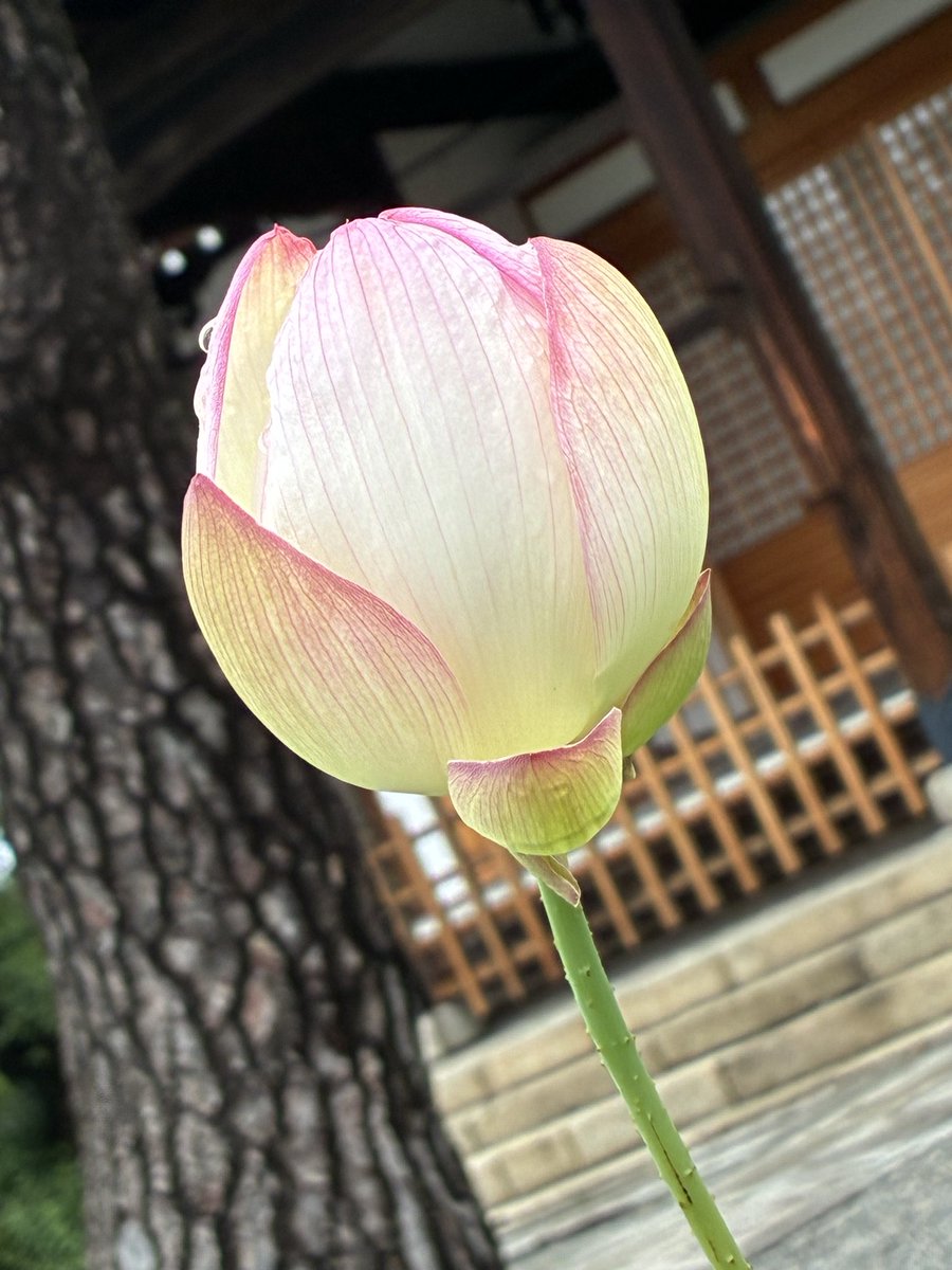 MintGreenako's tweet photo. おはようございます☂️

久しぶりに　ここに来たよ
介護者のみなさん毎日お疲れさま

家族を顧みなかったお父ちゃん
それでも晩年はお母ちゃんのこと
少しは助けてくれていました
が、入院しました
多分もうお家には戻ってこれないと思います　お母ちゃんの入院時よりプチパニック中😂やけど元気です！ https://t.co/VsMMP18Y2C