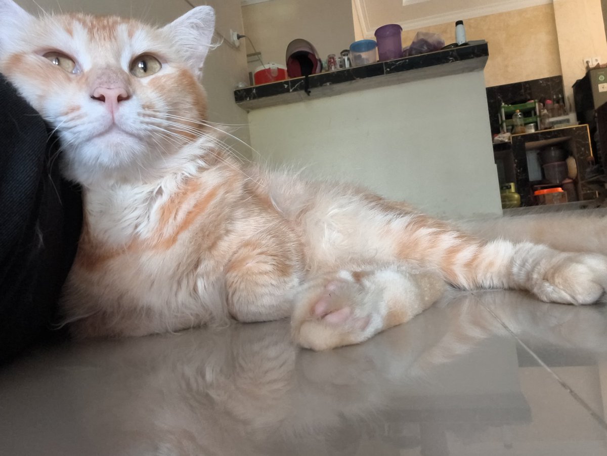 vanilla_132's tweet photo. 04 juli 2026
12.57
Jack pergi selamanya
Terima kasih sayang mami
Udah hadir di kehidupan mami papi
Mami rindu Jack
Mami rindu sama kelakuan Jack yg lucu dan menyebalkan
Bahagia di sana ya nak https://t.co/0PJFvklT2W