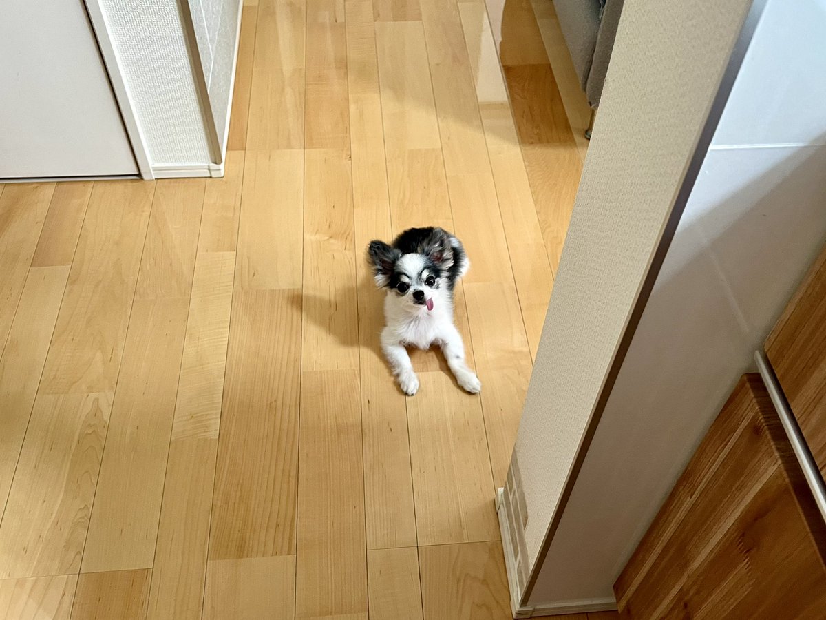 kanonn_2011's tweet photo. おはようございます☁️

今日は監視員です🐕✨

常にいろんなことに目を光らせながら、今日も過ごしていこうと思います🐾

#今日のななたん
#監視員
#キッチンにいると
#近くに伏せる
#こちらの行動を
#常に監視してる
#チワワ https://t.co/Pg42VodK9Z