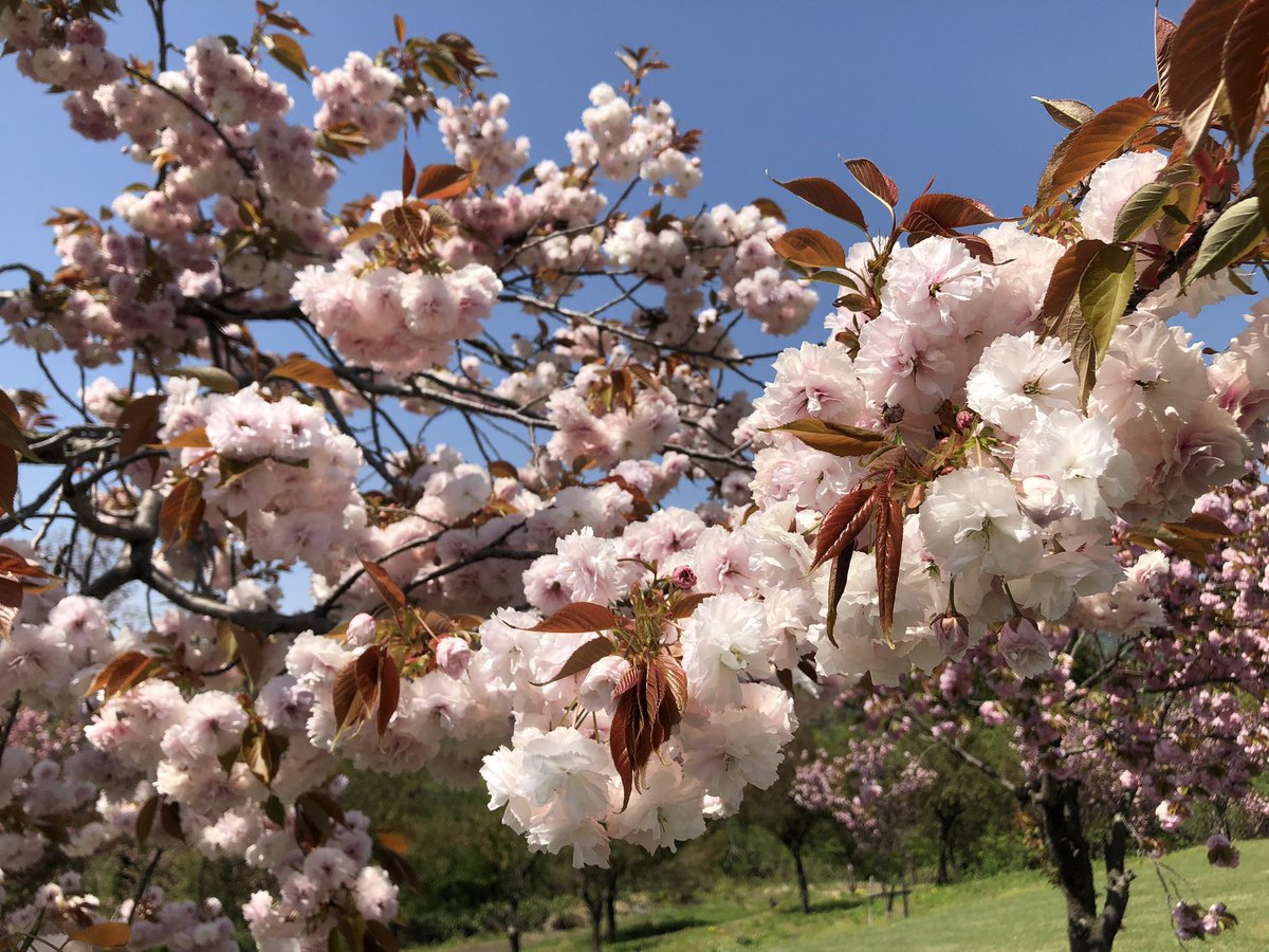 toshimalseason's tweet photo. 松山水辺ふれあい公園はいいぞ🌸 https://t.co/uFcKCTHSuw