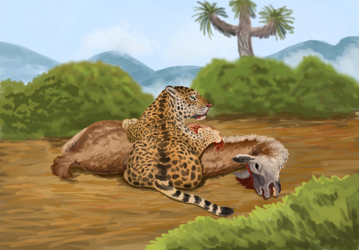 ElMorgan_rdr's tweet photo. Un gran jaguar ( Panthera onca) unos pocos momentos después de despachar una Llama cabezona ( Hemiauchenia macrocephala) en el pleistoceno tardío de Jalisco. https://t.co/vsn37uLqUX