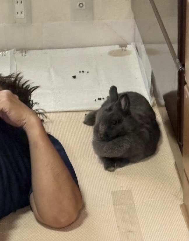 42Yukky's tweet photo. ん？初めはパパに添い寝してたはずなのに、次に見たら🐰｢う～ん💦パパ重いよ～｣の状態になってた(笑)
それでも耐えるもこが可愛すぎる😍パパが大好きなんだもんねw
#うさぎ
#うさぎのいる暮らし
#もこの日常
#かわいい
#うさぎ好きさんと繋がりたい https://t.co/gdWxXrtEcG