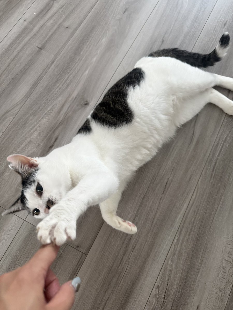 loverincoy's tweet photo. おはようございます🐈💨 https://t.co/2dH9zHLPtm