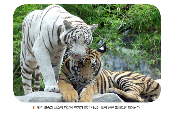 BookinMylife's tweet photo. 대한축구협회(KFA)의 아킬레스건은 어디일까?
https://t.co/WZqozJhOmB https://t.co/N7OdHacJev