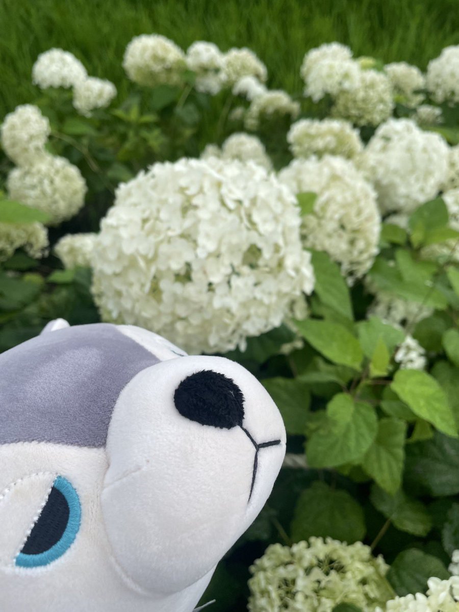 euj2_p's tweet photo. おはようございます☀
あじさい✨
綺麗なんだよなー😇 https://t.co/xWLuRDiqpt