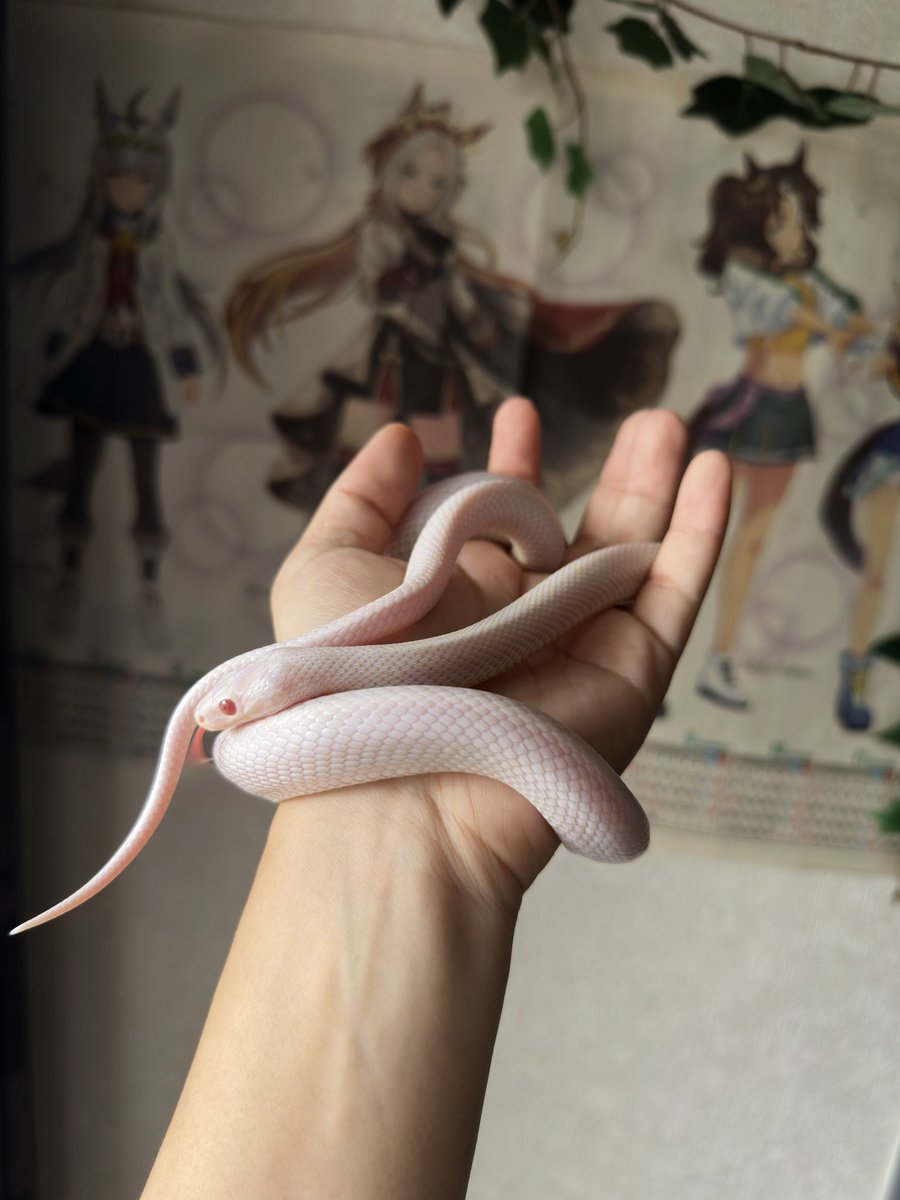 MickeySjk's tweet photo. ※蛇注意だからおセンシティブしてるよ
ボールパイソン以外の子達と久しぶりの戯れ✨
下僕の鼻の上でなぜか休憩するの可愛いですわ😍 https://t.co/o6TbYR36Q9