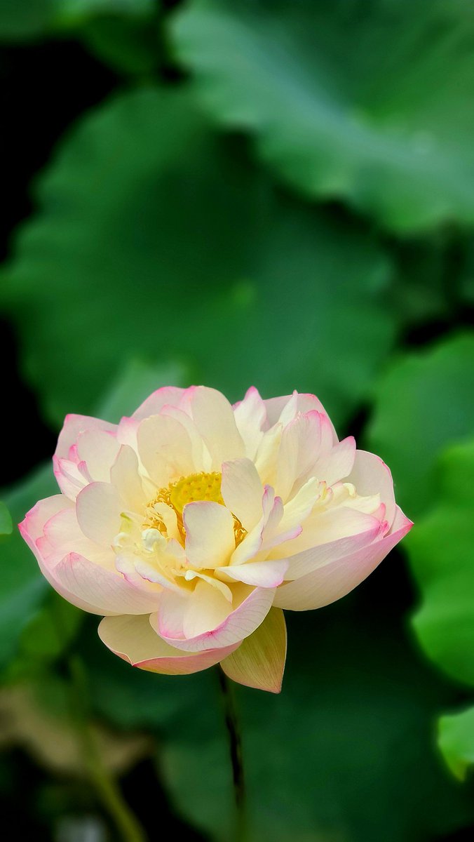 16Ril's tweet photo. 蓮の花とチョウトンボ
#蓮の花 #チョウトンボ https://t.co/t6CjJhN0R8