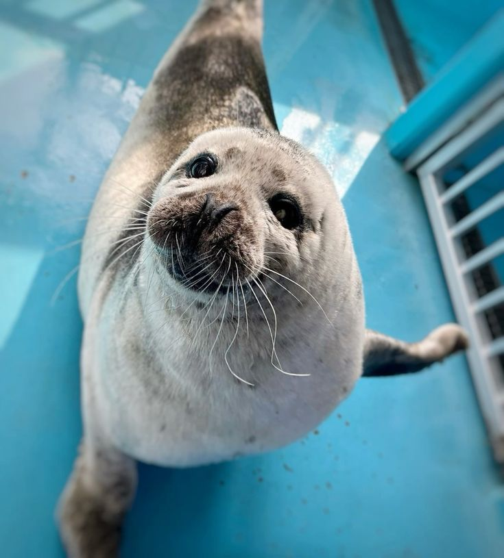 fluffygirlpaws's tweet photo. "Excuse me, could you please point to the direction of the nearest bathroom?"
The polite Mr. Seal who is well-versed in the layout of the building: https://t.co/A9NoO3yrsB