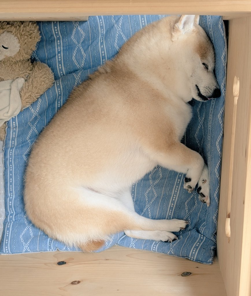 KURUMILK118's tweet photo. 先日獣医さんに
「お？結構筋肉質だね〜」
と言われた柴犬がこちらです https://t.co/OYaTv0PEIJ