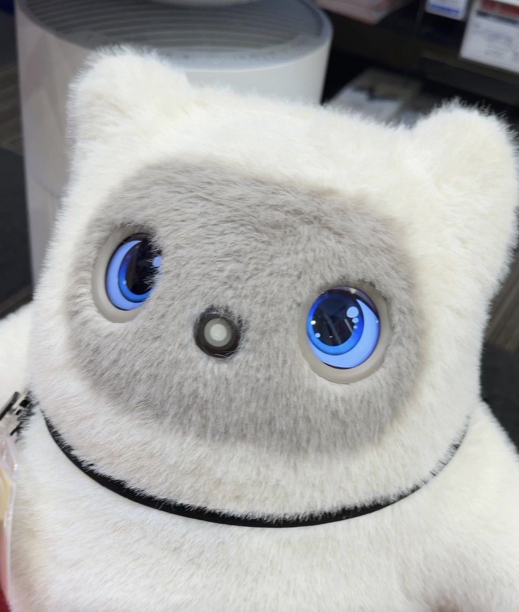 GT300ZR's tweet photo. この間この子見て
思わず連れて帰りたくなりました🥹

でもうちの🐈ちゃんと仲良く出来るかなぁ😂 https://t.co/aoobbsiwPo