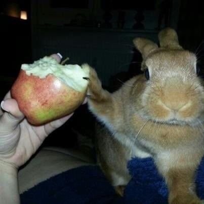 popularrabbit's tweet photo. Dislike it https://t.co/6QrhdQivpi
