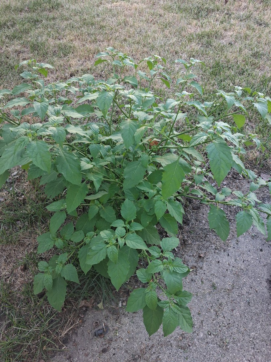shadowrapistV2's tweet photo. Just discovered this random nophono Bush in my backyard is Nightshade. Badass https://t.co/iHcm5UYu3R