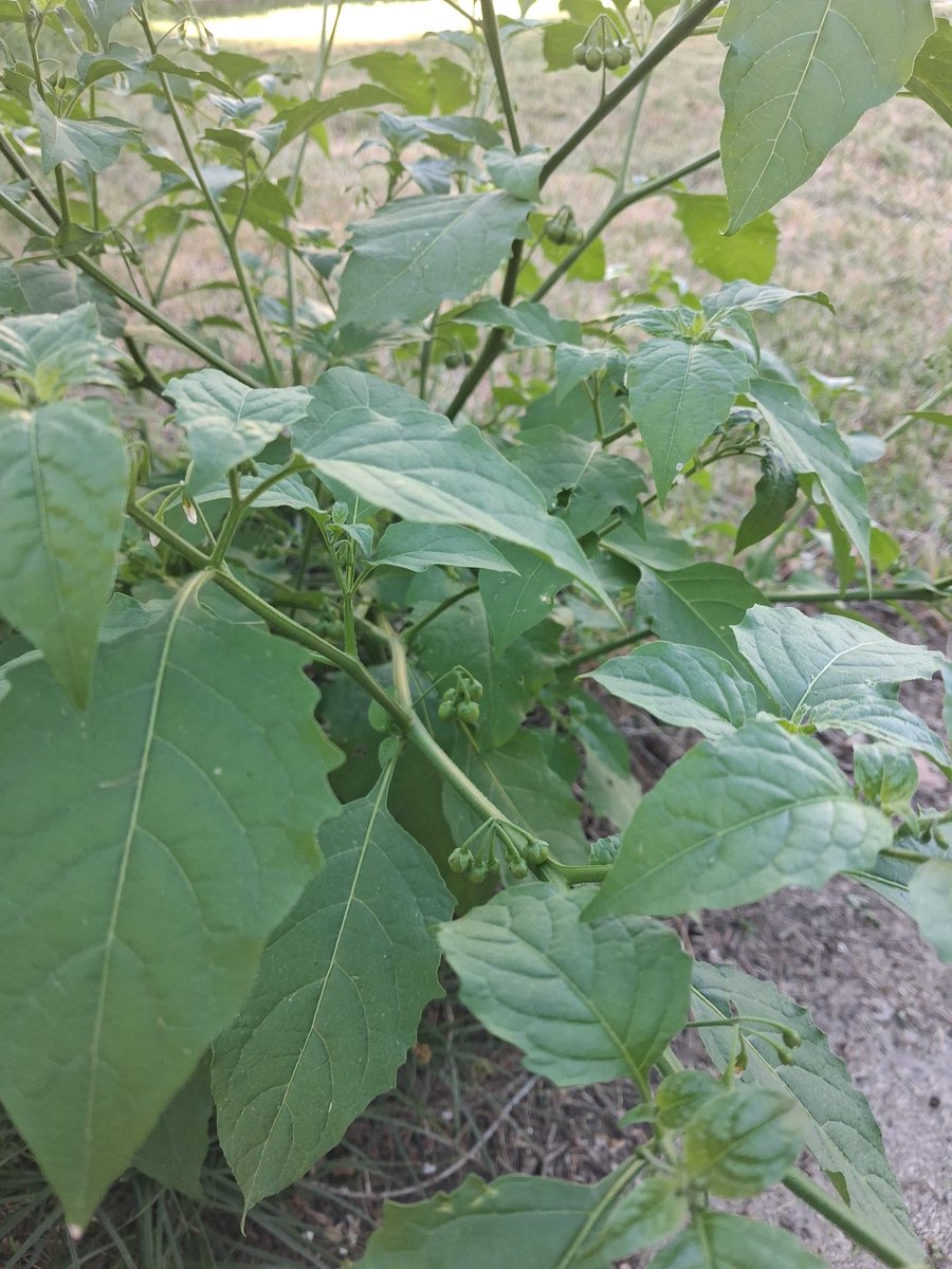 shadowrapistV2's tweet photo. Just discovered this random nophono Bush in my backyard is Nightshade. Badass https://t.co/iHcm5UYu3R