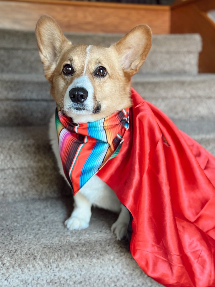 CorgiChica's tweet photo. El más guapo de la porra. No acepto opiniones diferentes. 😌🇲🇽🐶 Vamos México! 🇲🇽⚽️ #YSiSí https://t.co/GYDw5p3wa8