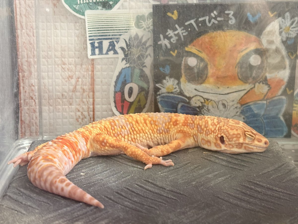 ktb109's tweet photo. ぐでぱーどげっこー🦎 https://t.co/ufivbKdAry