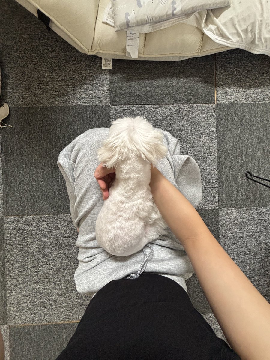 ı̣ɐs (@dogslikevery) / Posts / X