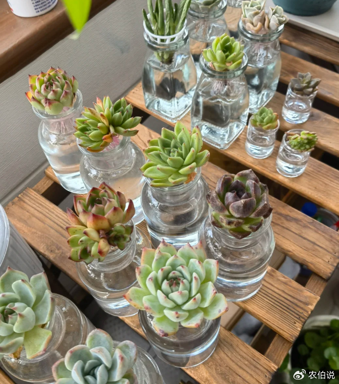 SerenityBEI94D's tweet photo. Turned an old glass jar into a cute succulent planter! No waste, new vibe https://t.co/m5CvSngws1