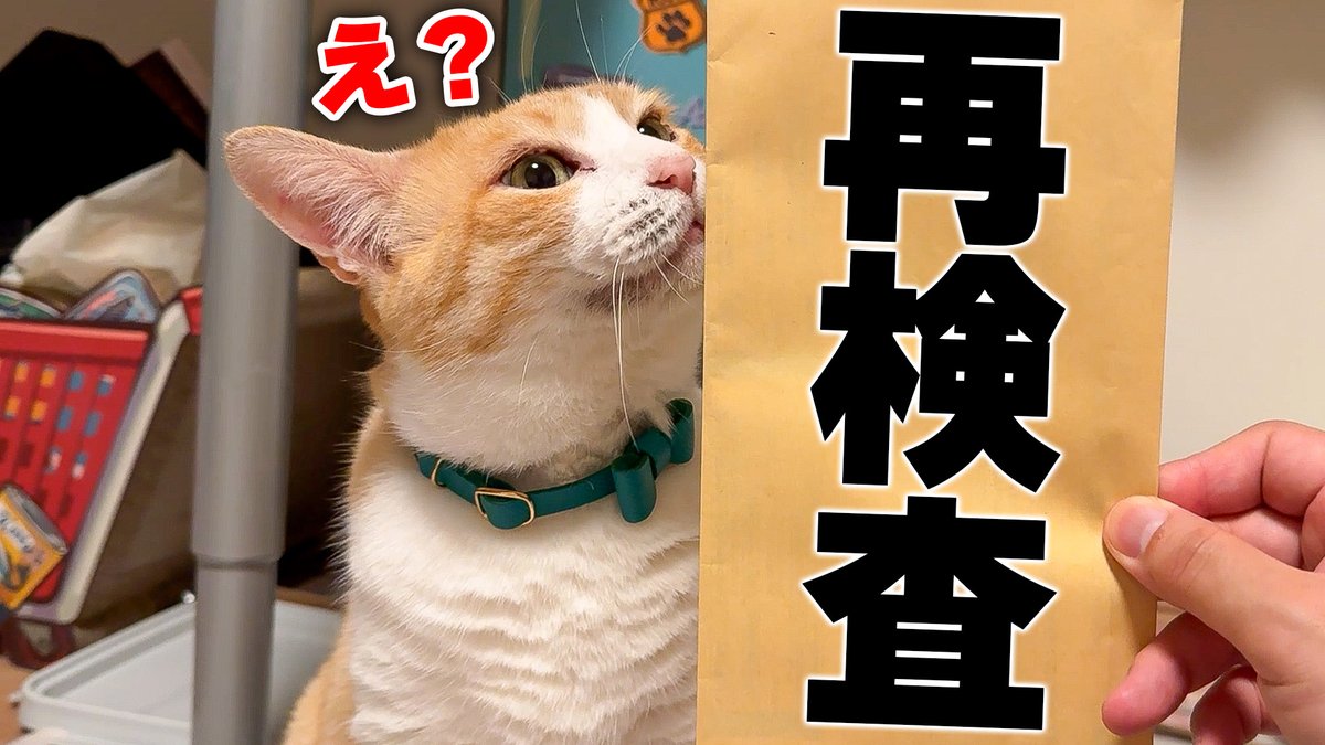 YU。猫　　プロフ確認願 YU。猫　　プロフ確認願
