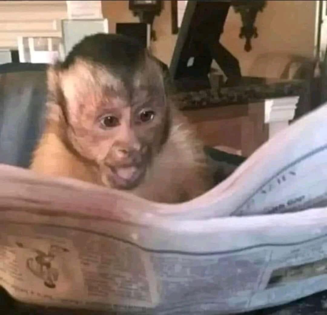 Apriscyo com A tweet media