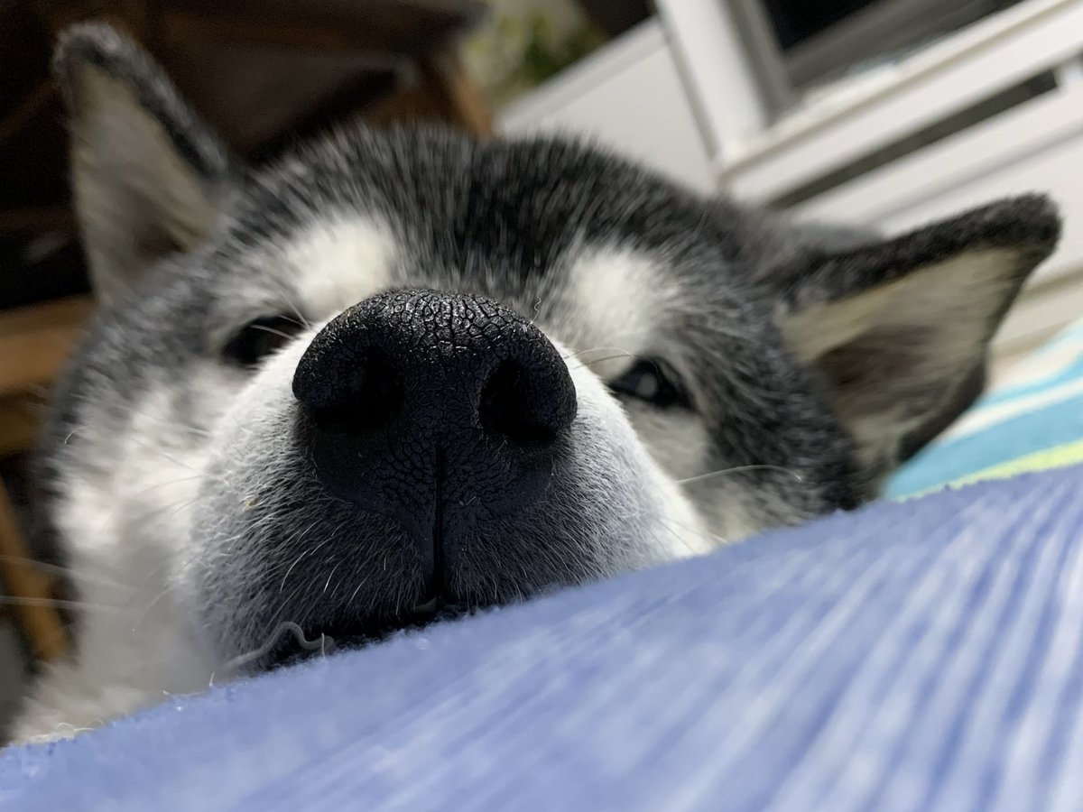思わず掴みたくなるマズル🐕 犬氏 生誕16周年まであと16日🍖