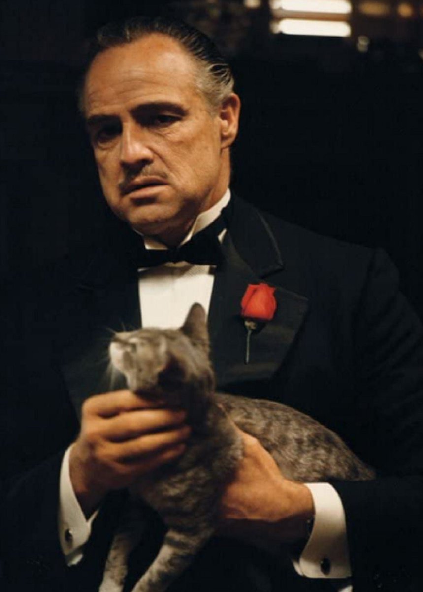 KellyAfterDarkk's tweet photo. Cuando grababan 'El Padrino' en 1972 un gato callejero de los estudios Paramount interrumpió en el set, inmediatamente Marlon Brando lo tomó en brazos sin salirse de su personaje, dejando una de las mejores escenas del cine ganando incluso un Oscar.

En el 2022, durante una rueda de prensa en el mundial de Qatar apareció un gato callejero sobre la mesa, a lo que el jefe de prensa de la Selección de Brasil reaccionó lanzandolo. De ahí se le atribuye "La maldición del gato" la cual impide que la selección llegue a semifinales.

Quien diría que un gato podría definir tu suerte..