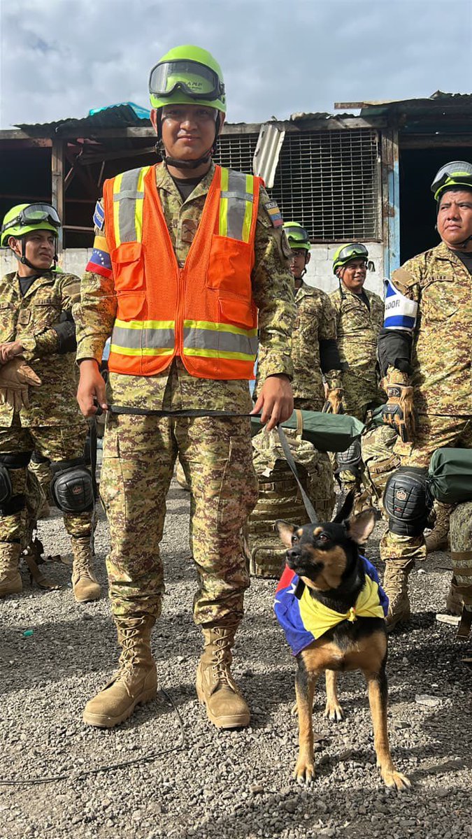 DarvinsonRojas's tweet photo. Fénix, una perrita rescatada entre los escombros durante la misión en Venezuela de la Unidad Humanitaria de Rescate (UHR) de la Fuerza Armada de El Salvador, iniciará un proceso de entrenamiento en ese país para convertirse en integrante del equipo canino de búsqueda.
La Fuerza Armada informó que, tras ser trasladada a El Salvador, Fénix recibirá la preparación necesaria para participar en futuras operaciones de salvamento junto a la UHR, luego de haber sobrevivido a los terremotos del 24 de junio.