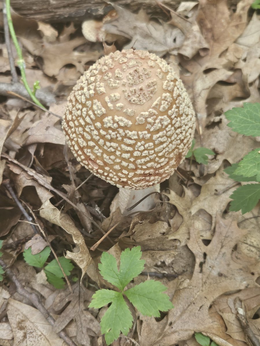 Tkeith51Tom's tweet photo. @DBrozeLiveFree Seeing the white amanita around town here in Moline IL.  Edible,   with caution https://t.co/kPkMbikkQH
