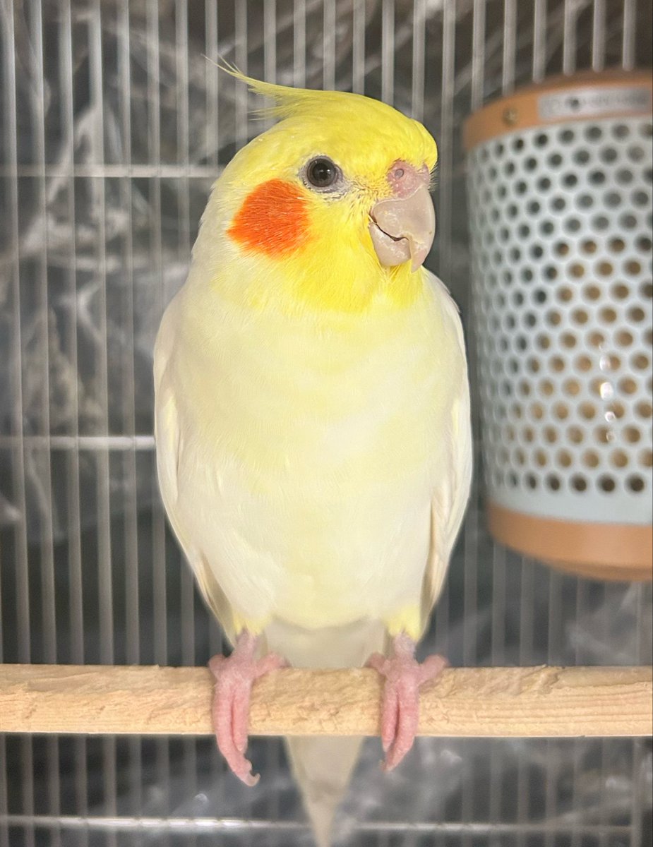 7ufh7's tweet photo. おはようございます🌿
朝おやすみカバーを開けたときの
ふわっと香るインコ臭が好き🐥✨

薬もok♪お留守番よろしくね🙇‍♀️ https://t.co/Pzp7xqsjs6