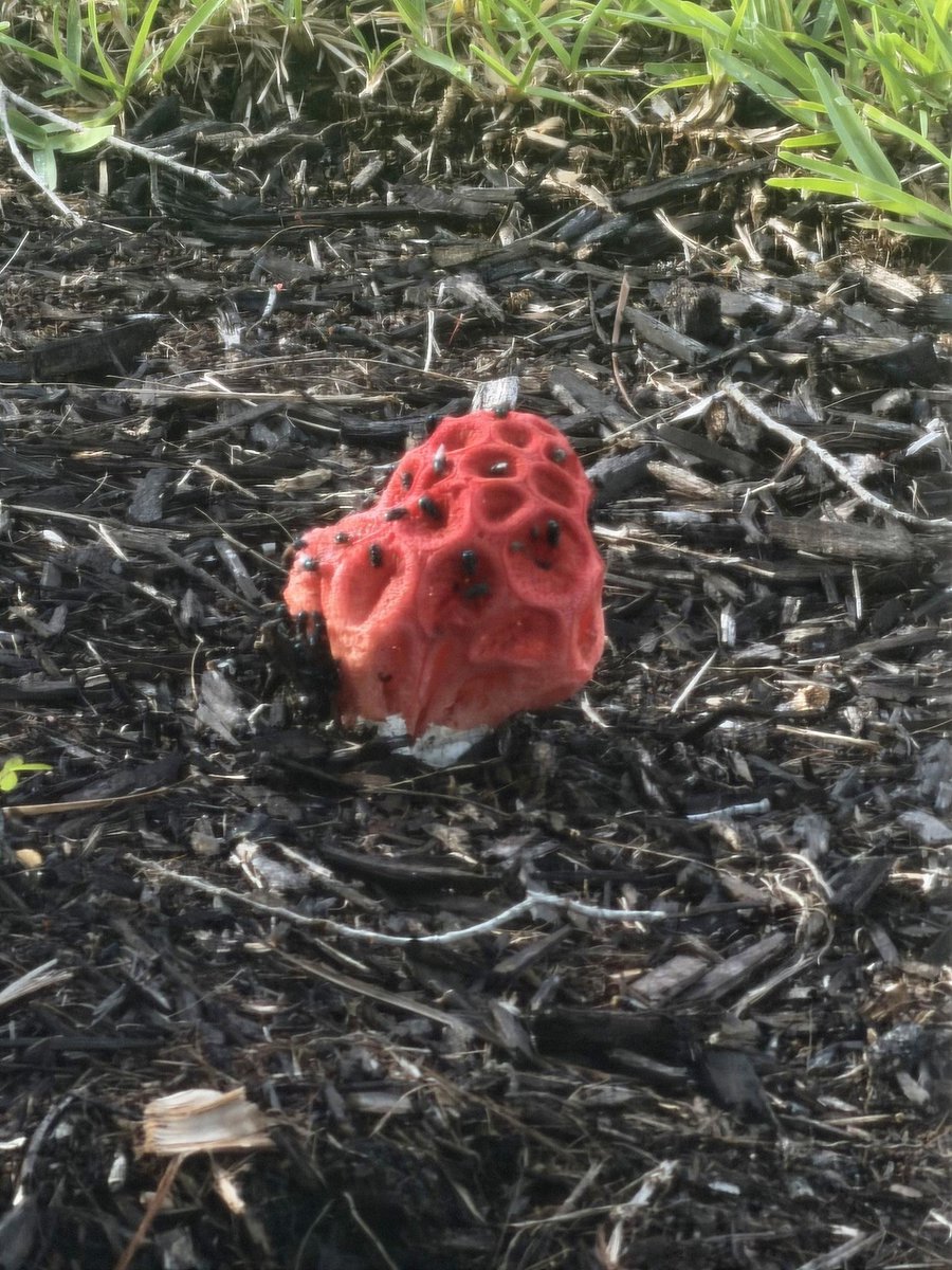 AuthorSwick's tweet photo. What to my wondering eyes should appear? This magnificent huge mushroom (?) appeared in my yard. Does anyone know what it is?
#mushroom #insects #nature #naturephotography #greenwitch #hedgewitch #magic #witch #neopagan #pagan https://t.co/48BpMZVF7s