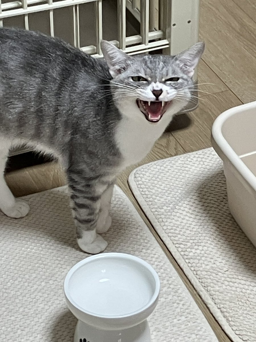 FilierSh's tweet photo. おはようございます。

霧雨の月曜日。
身体もだるく感じますが、気合を入れて動き出しましょう！
今週もよろしくお願いいたします。

午前は父の通院から。

今日も佳き日になりますように✨ https://t.co/wh77z1E68c