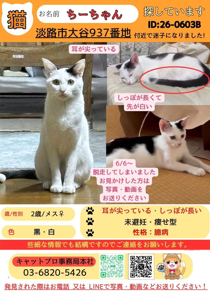 Happy_nyanko_'s tweet photo. 🚨迷子猫を探しています🚨
※淡路島ハピニャンの保護猫ではありません。 飼い主さんのご協力になればと思い拡散します
淡路市大谷937番地付近で「ちーちゃん」（2歳・メス）が6月6日から行方不明です。
見かけた方は、無理に追いかけず画像記載の連絡先までご連絡をお願いいたします。
#迷子猫 #淡路島 https://t.co/GiWUvG53I1