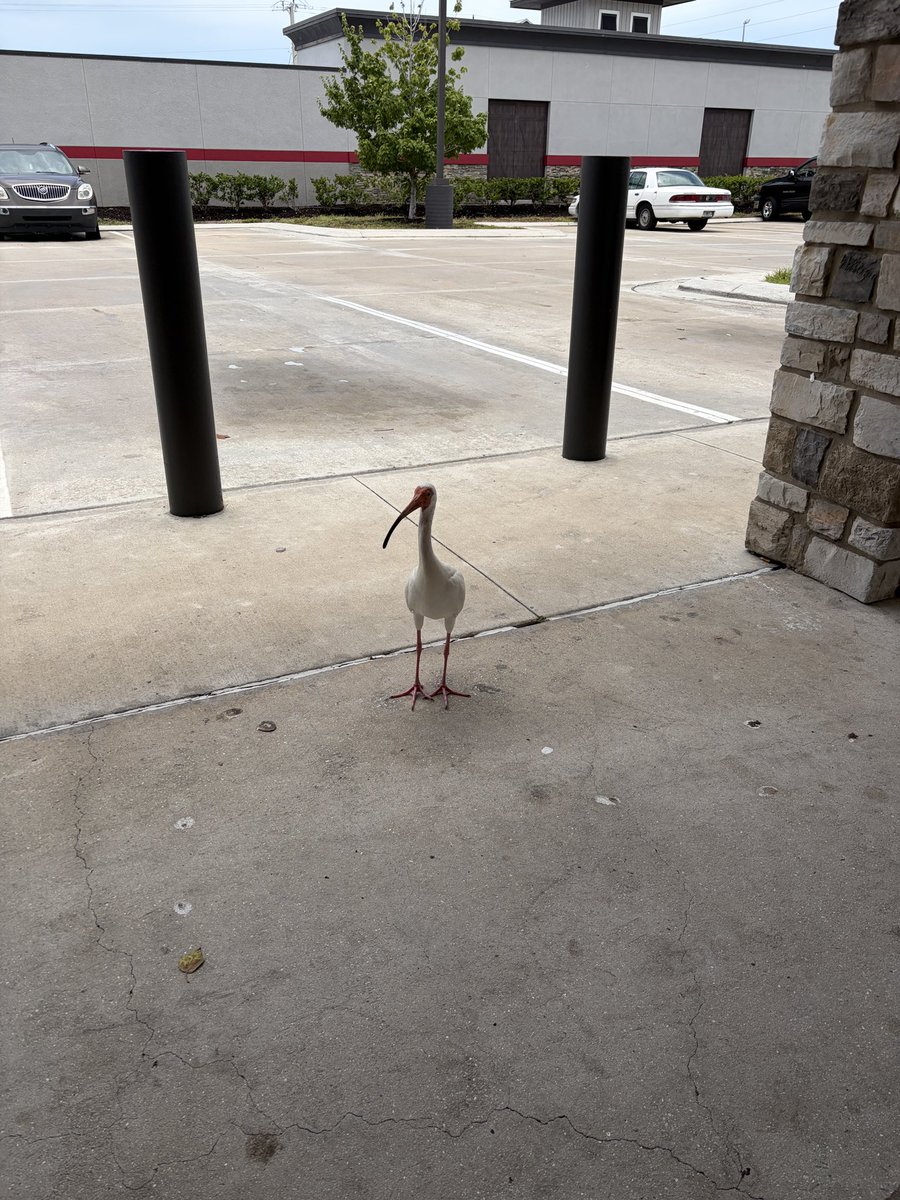 SnailFingas's tweet photo. pooped twice and chilled with us until we left the racetrac, if you see him posted up in florida give him a small piece of pepperoni https://t.co/vbuhoQFrpi