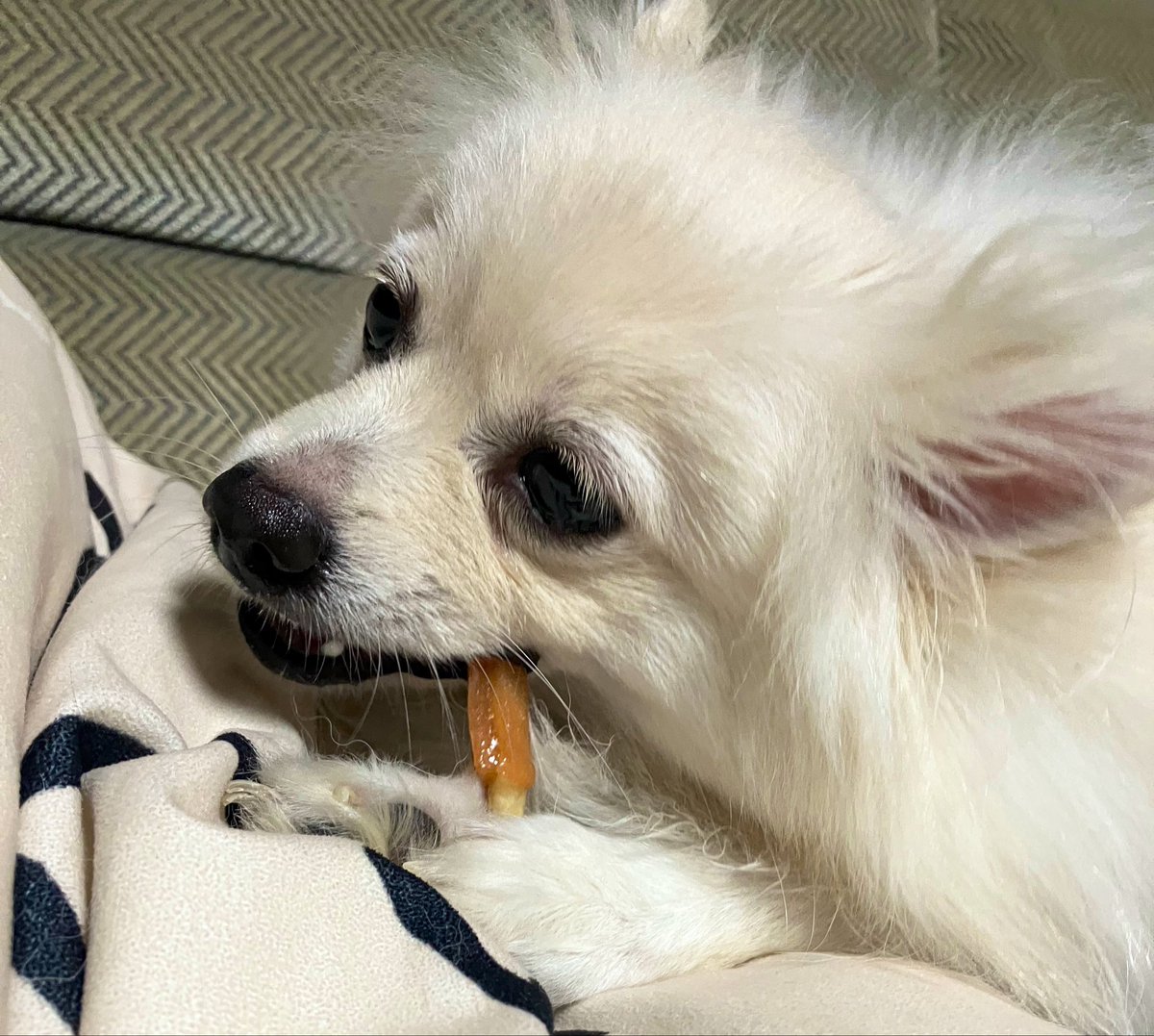 colo_chan168's tweet photo. デカポメ・少し大きめポメさんの飼い主さんに質問です🙋‍♀️🤍

「この子、大きくなりそう…！」って思った瞬間はありましたか？🤔

・脚が長かった
・胴が長めだった
・足が大きかった

シルクは現在5〜6kg🐶☁️
子犬の頃を思い返してみると、何か予兆があったのかな？と気になっています😊 https://t.co/Ip0hZSKME1