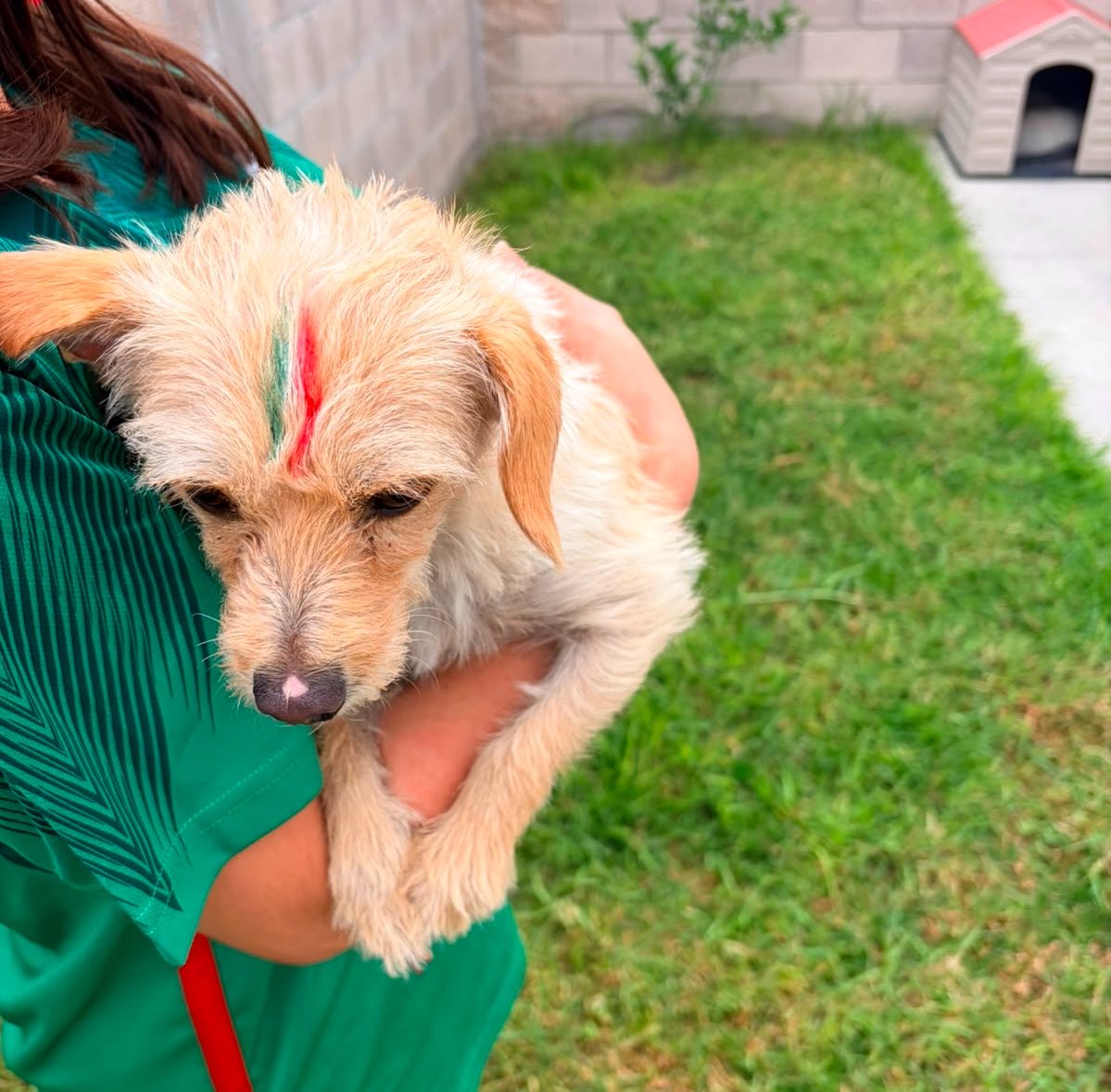 Pao_bm29's tweet photo. @miseleccionmx ¿y si sí? 🇲🇽🐶 https://t.co/78HDKWuDt8