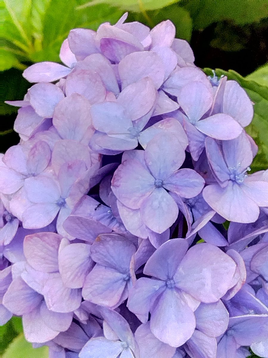 yamanase's tweet photo. 今日の庭の紫陽花。 https://t.co/cNFIORDYpb